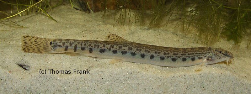 Topic Cobitis Spp. — Seriously Fish